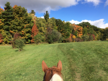 Trail entrance in fall Horseback Trail Ride