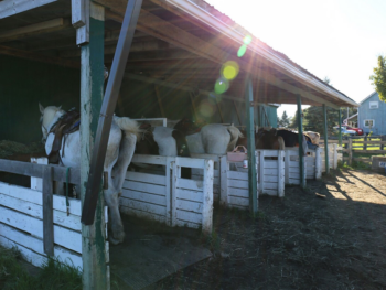 We are waiting for you Horseback Trail Ride