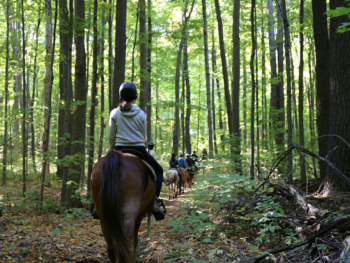 Summer ride in private forest trail Horseback Trail Ride