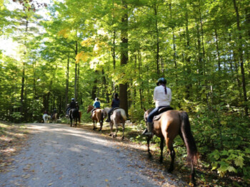 Great outdoor activity Horseback Trail Ride