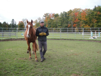 Natural housemanshop DEMO Horsemenship